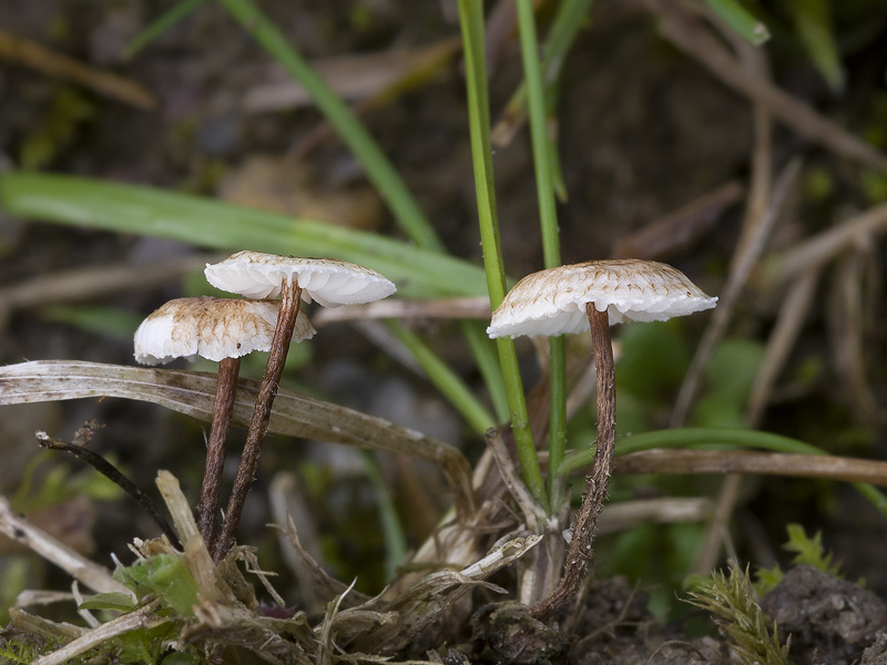 Crinipellis scabella